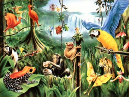 rainforest